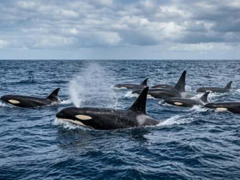 Le comportement des orques envers les bateaux dans le détroit de Gibraltar